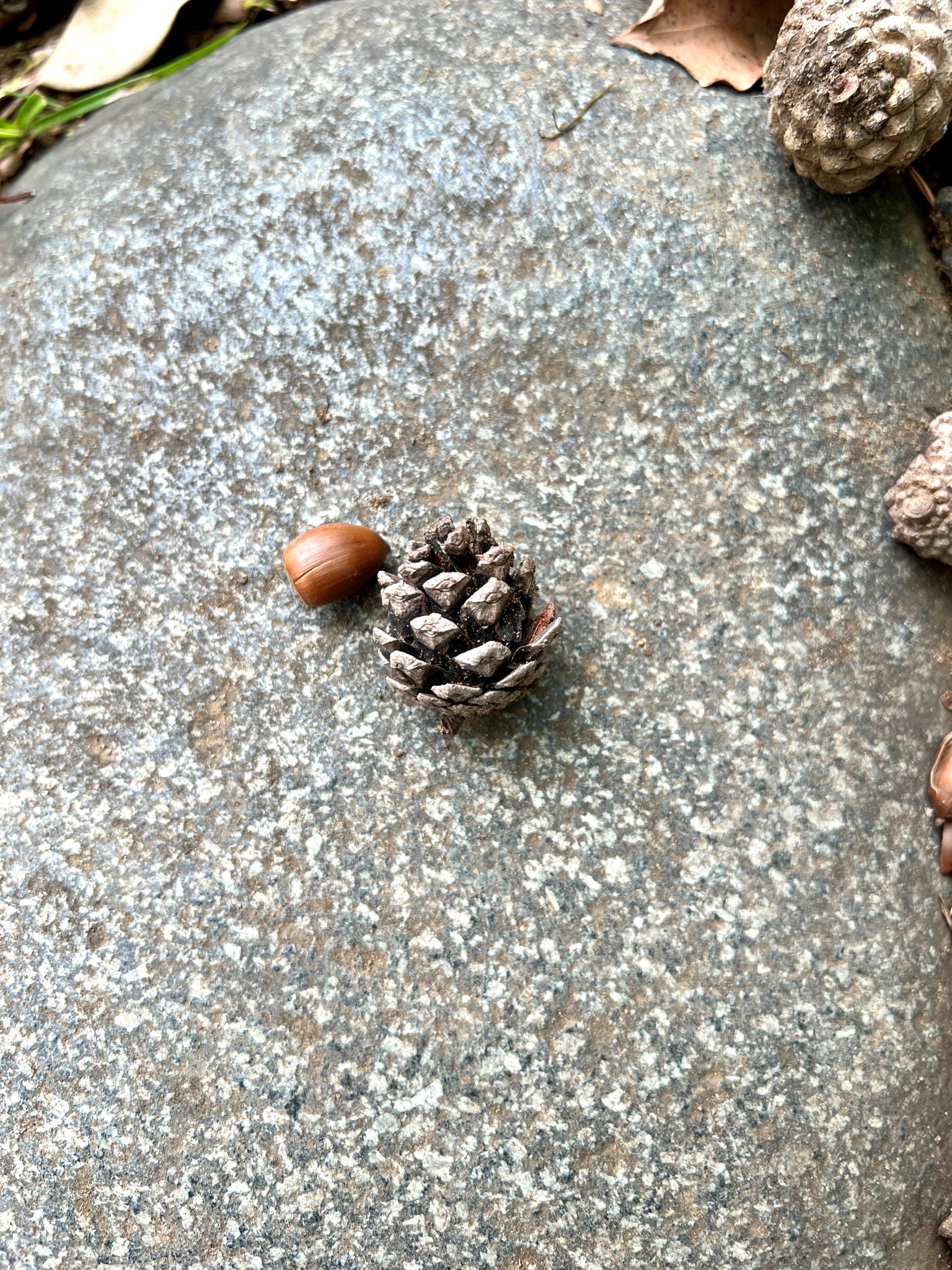 Pinecones and the art of being.