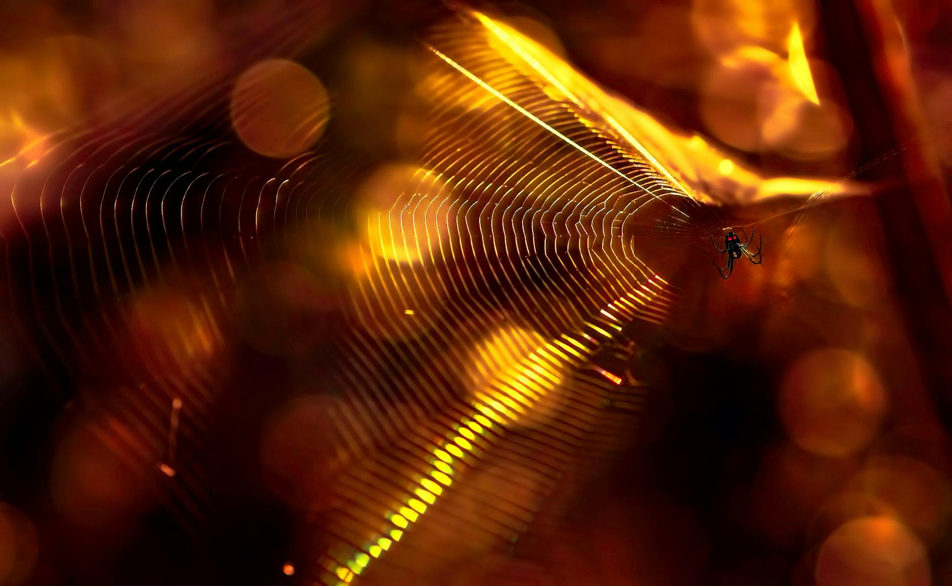 The golden thread that brings forth life.